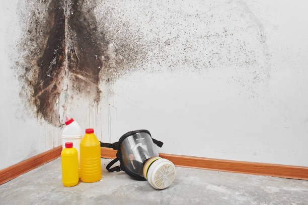 Mold Removal Process in Shorewood Tower Hills Harbert, MI