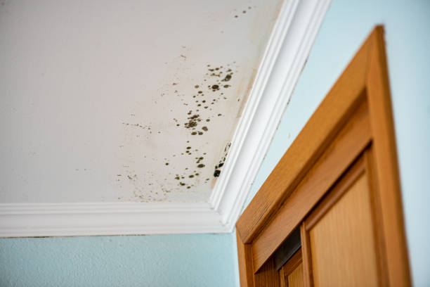Best Emergency Mold Removal  in Shorewood Tower Hills Harbert, MI
