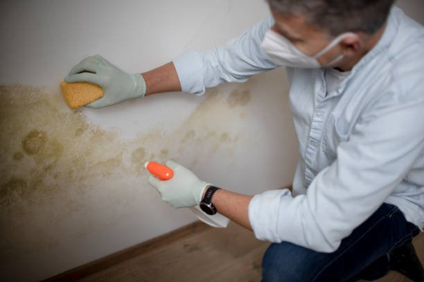 Best Mold Damage Repair  in Shorewood Tower Hills Harbert, MI