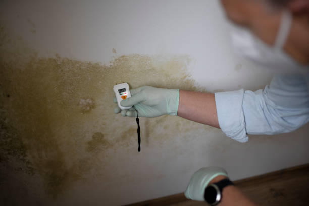 Professional Mold Removal in Shorewood Tower Hills Harbert, MI