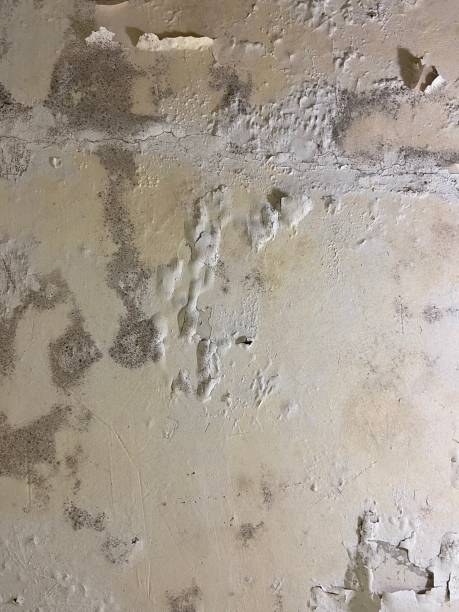 Best Black Mold Removal  in Shorewood Tower Hills Harbert, MI