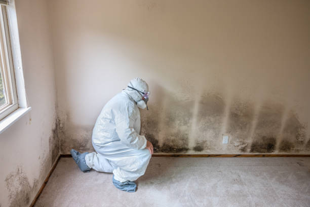 Mold Removal and Inspection in Shorewood Tower Hills Harbert, MI