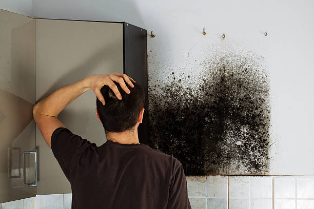  Shorewood Tower Hills Harbert, MI Mold Removal Pros