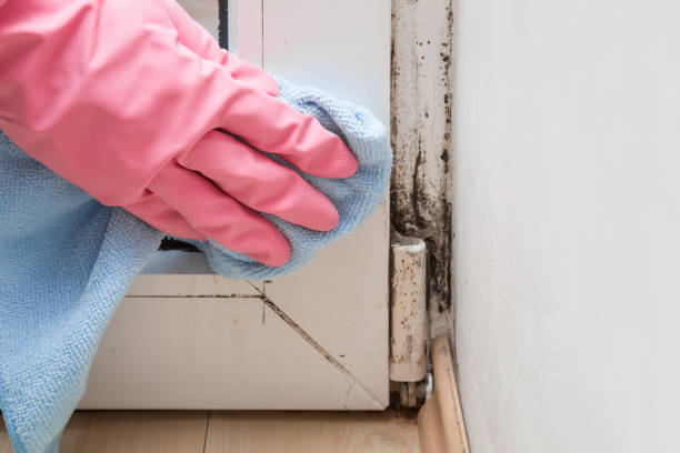 Best Professional Mold Removal  in Shorewood Tower Hills Harbert, MI