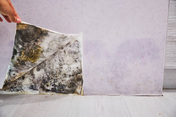 Best Mold Removal Company Near Me  in Shorewood Tower Hills Harbert, MI